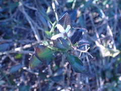 Solanum africanum