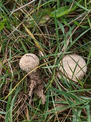Lycoperdon echinatum
