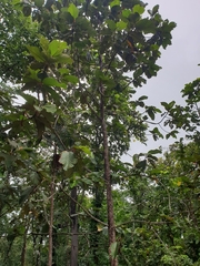 Dipterocarpus