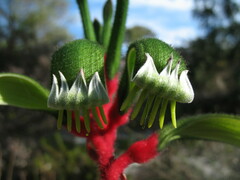 Anigozanthos manglesii manglesii