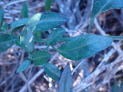 Solanum africanum