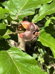 Andricus quercusstrobilanus