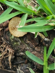 Marasmius