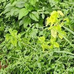 Acalypha indica