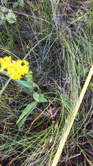 Dasiphora fruticosa