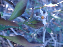 Solanum africanum
