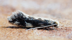 Agnathosia mendicella