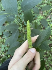 Agastache nepetoides