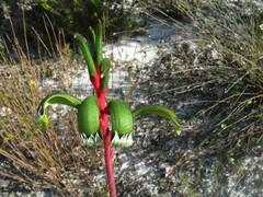 Anigozanthos manglesii manglesii