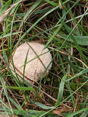 Lycoperdon echinatum