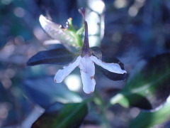 Solanum africanum