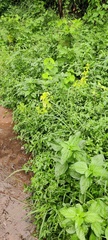 Acalypha indica