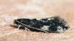 Agnathosia mendicella