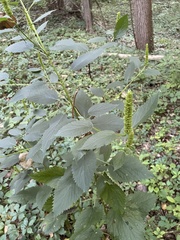 Agastache nepetoides