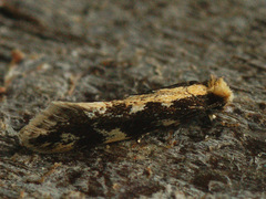 Agnathosia mendicella