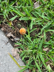 Marasmius