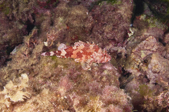 Scorpaena maderensis