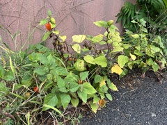 Alkekengi officinarum