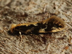 Agnathosia mendicella