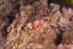 Scorpaena maderensis