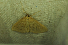 Framinghamia helvalis