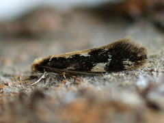 Agnathosia mendicella