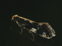 Agnathosia mendicella