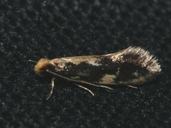 Agnathosia mendicella