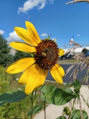 Helianthus annuus