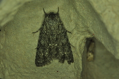 Acronicta impleta