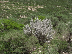 Leucophyllum ambiguum