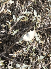 Heliopetes ericetorum