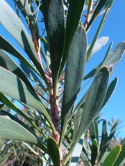 Protea repens