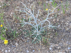 Chondrilla ramosissima