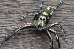 Hyllus diardi