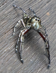 Hyllus diardi