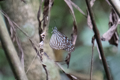 Ideopsis vulgaris macrina