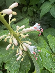 Aesculus parviflora