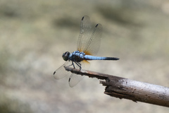 Brachydiplax chalybea