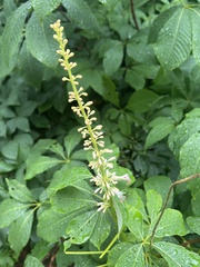 Aesculus parviflora