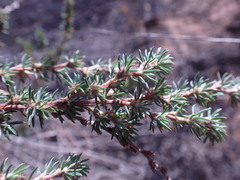 Cliffortia stricta