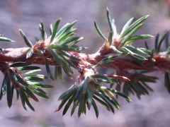 Cliffortia stricta