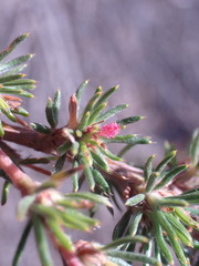 Cliffortia stricta