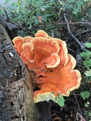 Laetiporus conifericola