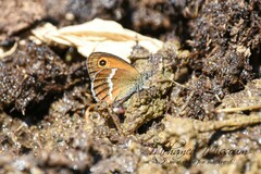 Coenonympha arcanioides