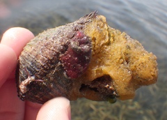 Mithraculus sculptus