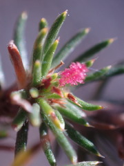 Cliffortia stricta