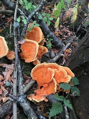 Laetiporus conifericola