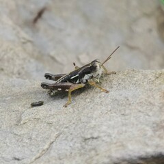 Melanoplinae