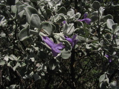 Leucophyllum ambiguum